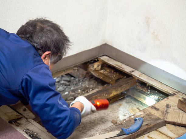 Best Kitchen Mold Remediation in Woodall, OK