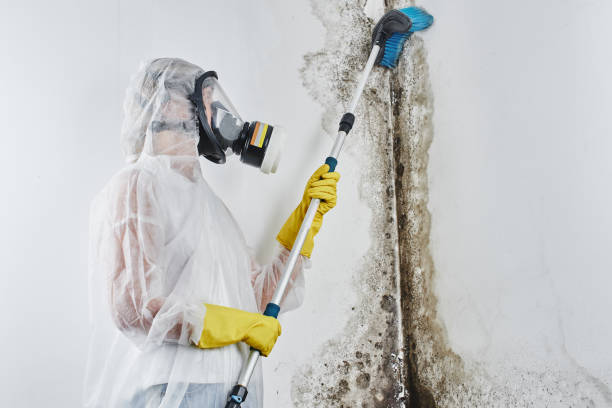 Best Mold Testing and Inspection Services in Woodall, OK