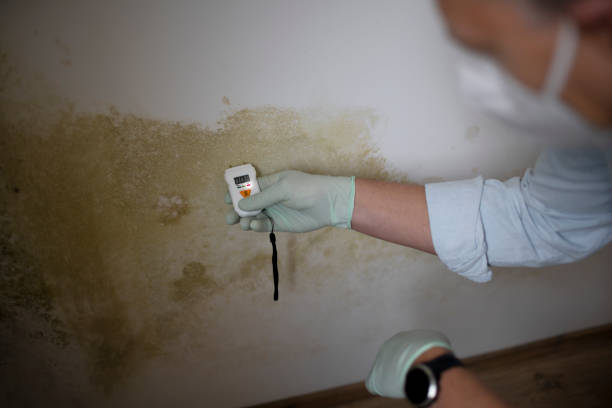 Best Mold Remediation for Specific Building Types in Woodall, OK