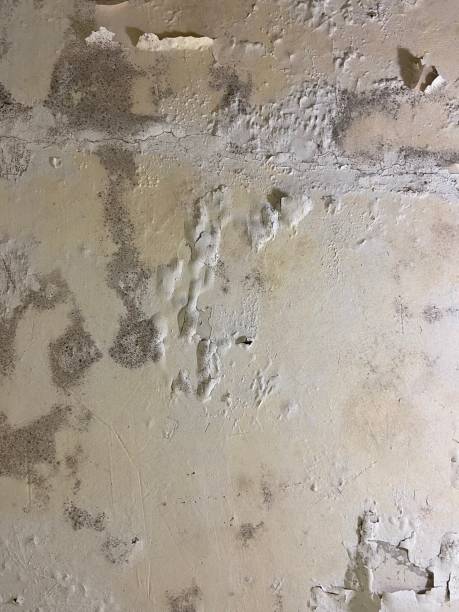 Best Residential Mold Remediation in Woodall, OK