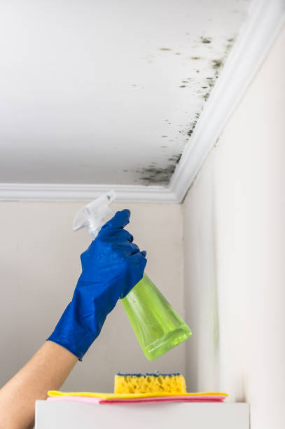 Best Mold Testing and Inspection Services in Woodall, OK